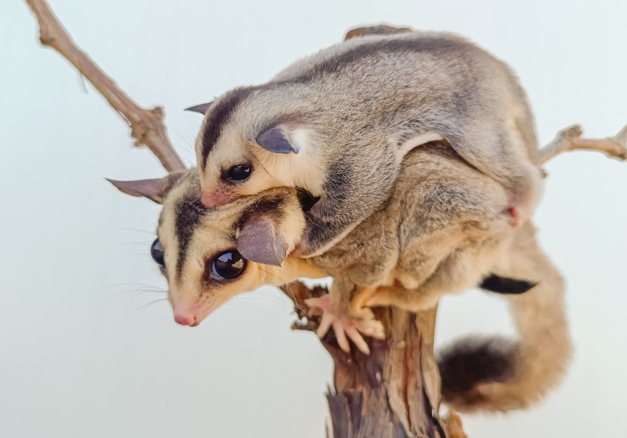 Mom sugar glider and her baby.