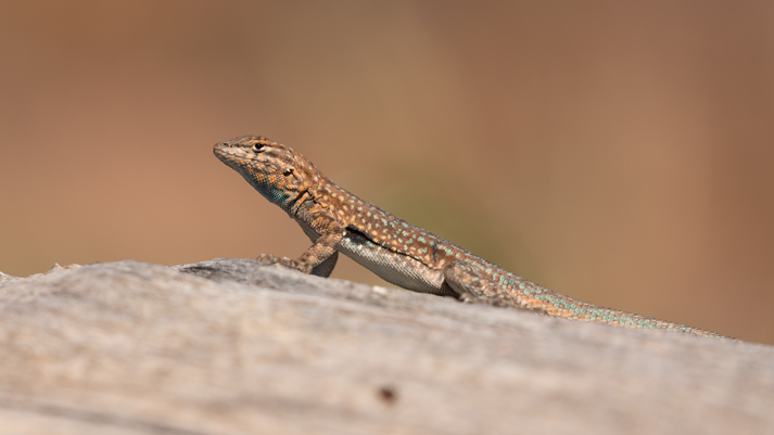 A side blotch lizard sits on a piece of dead wood soaking in the warmth of the morning sun.