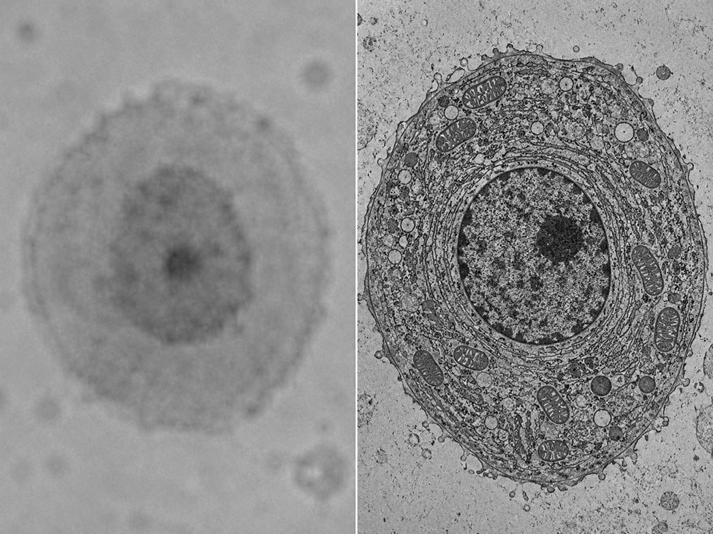 Low vs high-resolution cell comparison