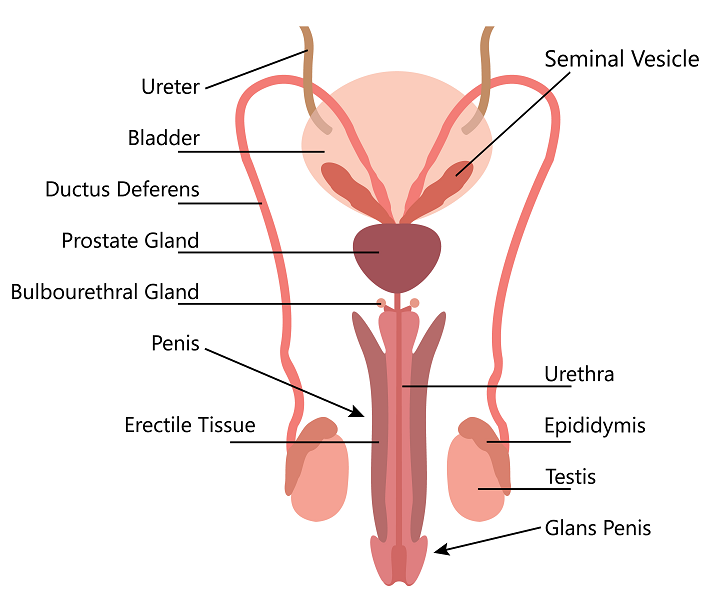 Male Reproductive System