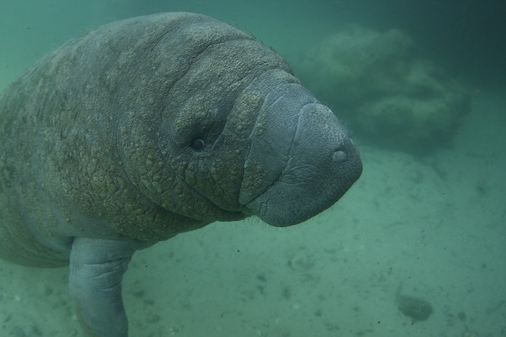 close up of a manatee
