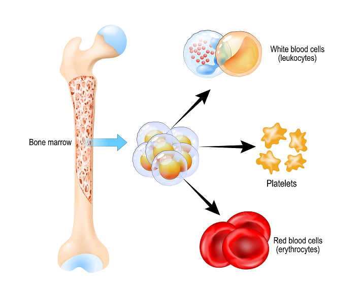 bone marrow diagram