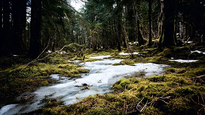 Serene Winter Forest Scene with Moss Covered Ground and Melting Snow Stream
