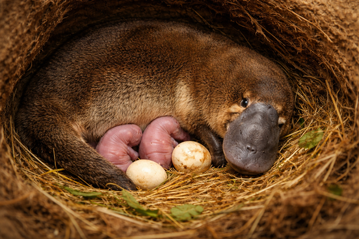 Mother platypus with newborns in nest