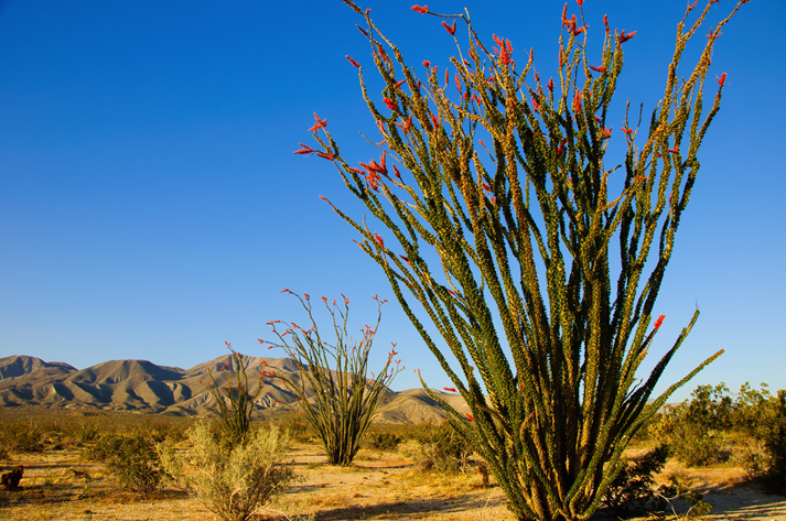 Spring bloom of ocotillo wildflowers and Cactus in the California Desert