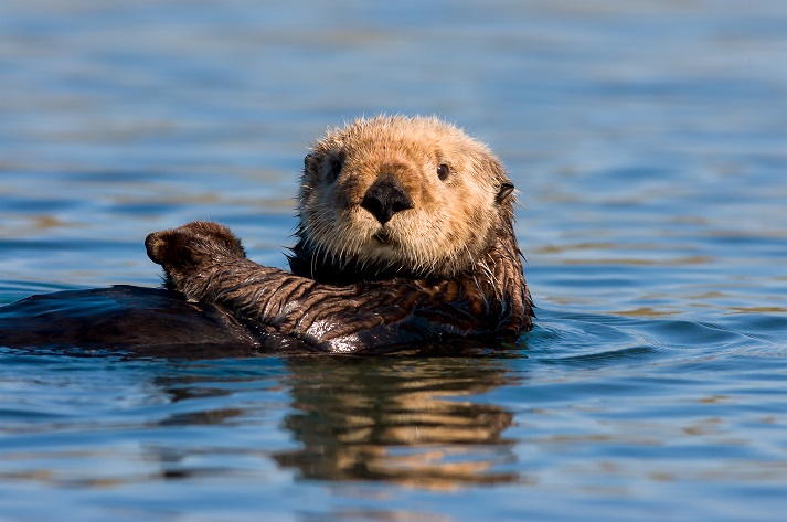 a sea otter in the water a sea otter in the water