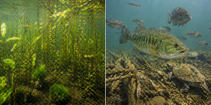 Underwater freshwater life and habitat