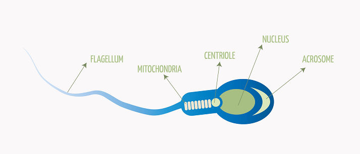 parts of a spermatozoon