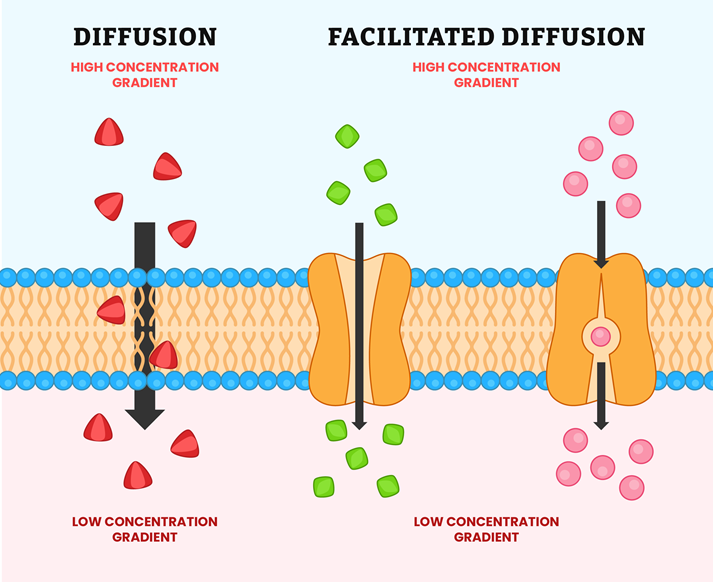 passive transport diagram