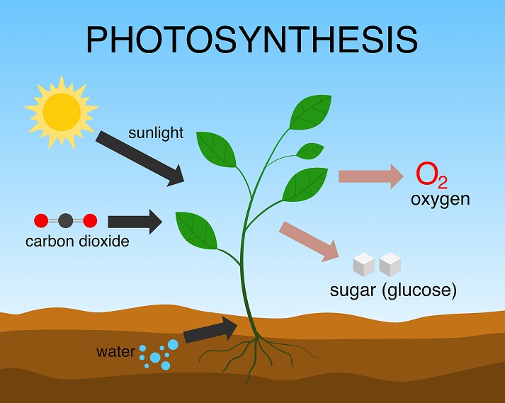 photosynthesis diagram