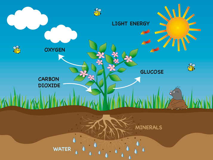 photosynthesis
