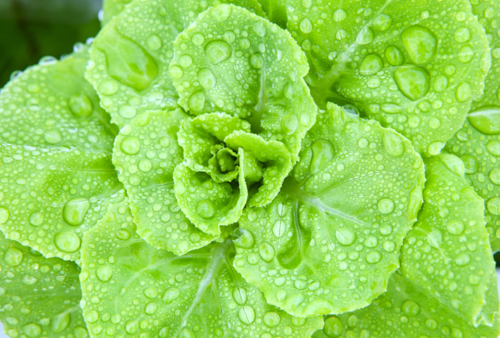 fresh hydroponics vegetable with water dew