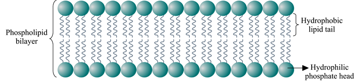 cell membrane or plasma membrane is a thin membrane that surrounds the cells, delimiting them and separating them from the environment around it