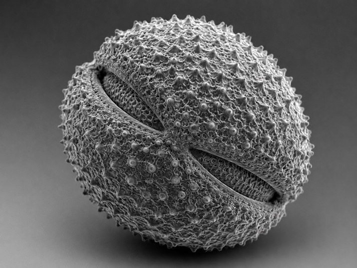 Microscopic texture of a spiky grain