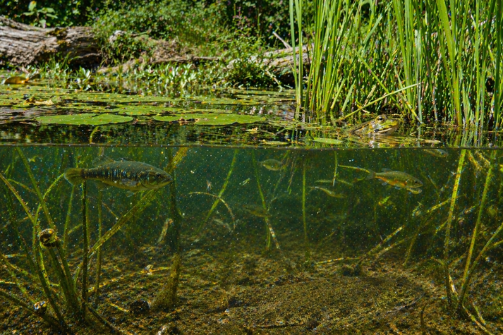 underwater pond scene