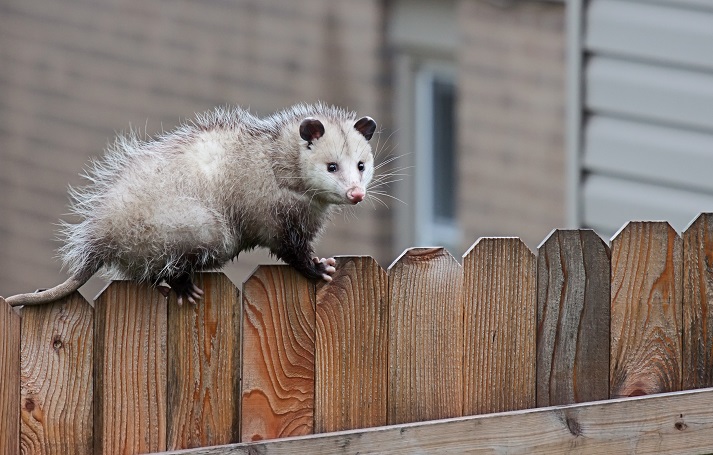 Opossum Walks Across a Fence Opossum Walks Across a Fence