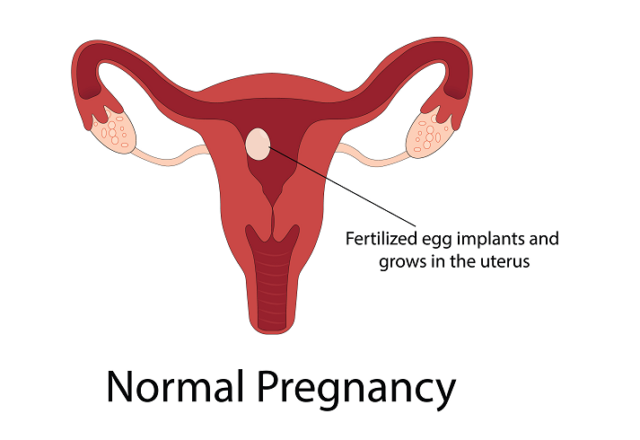 normal pregnancy