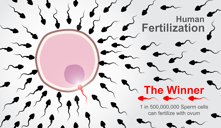 Human Fertilization sperm cells race to fertilize with ovum