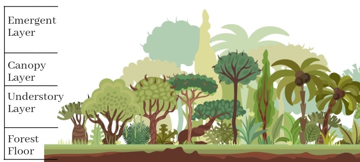 Rainforest Trees Layers