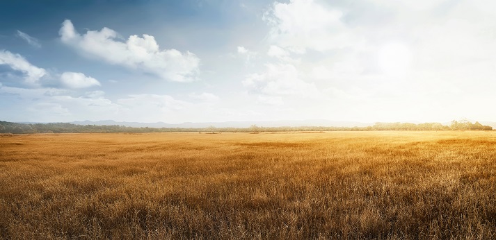Landscape view of dry savanna
