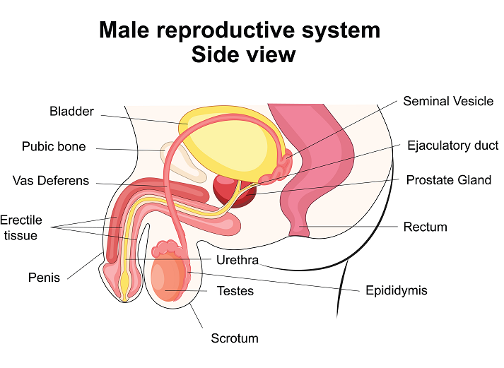 Male reproductive system