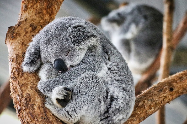 koala sleeping in a tree