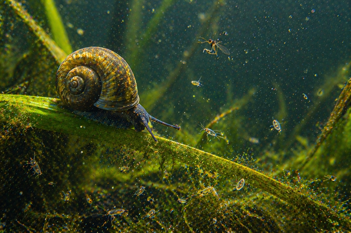 close-up of a snail on a plant, with small insects and tiny organisms in the water
