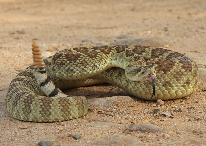 Mojave Rattlesnake