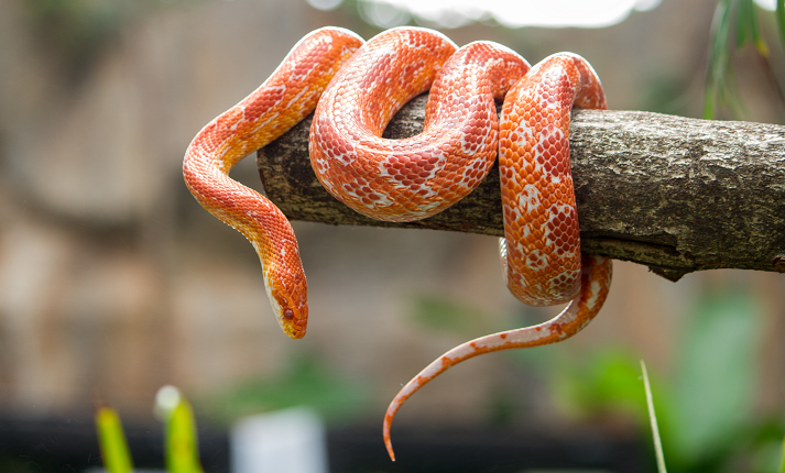 Corn snake on a branch