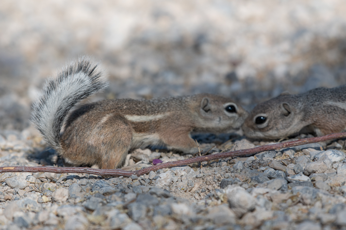 Two white tailed antelope squirrels sniffing each other.