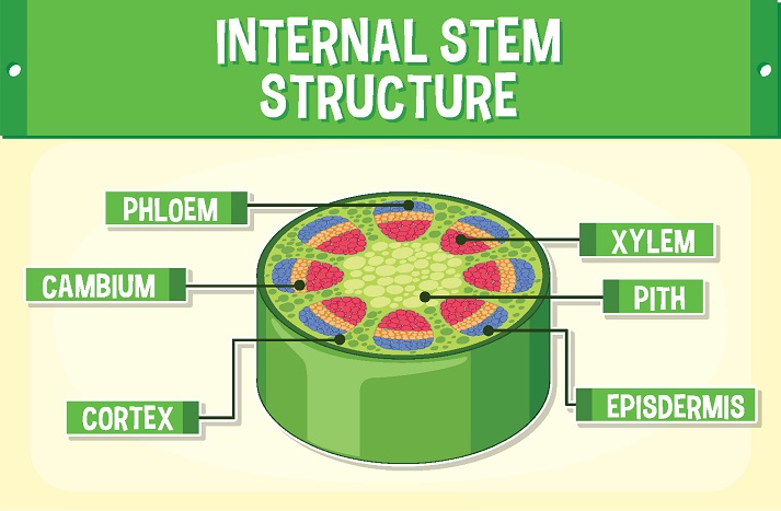 Internal structure of stem diagram