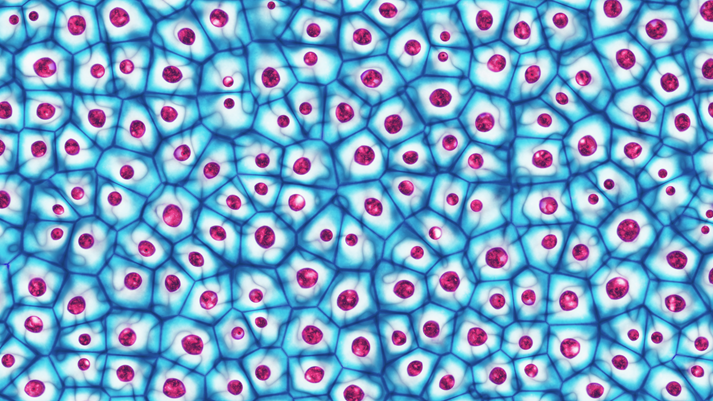 Embryonic stem cells colony under a microscope.