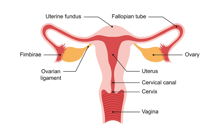 Female Reproductive System Science Design