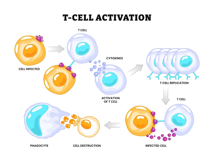 T-cell activation process diagram
