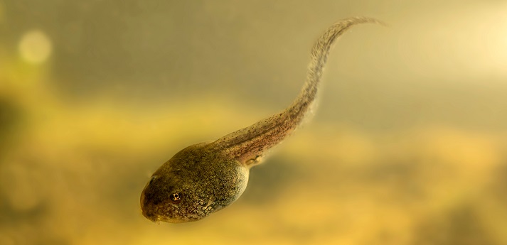 tadpole tadpole