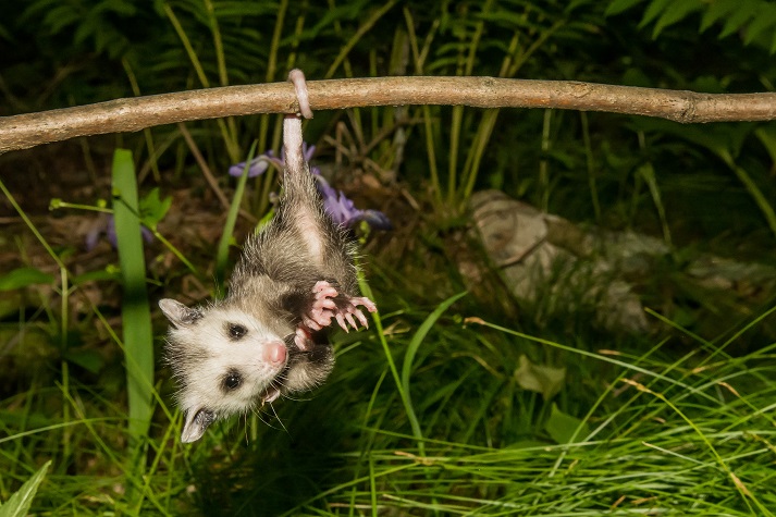 hanging from his tail. A baby Opossum hanging from his tail.