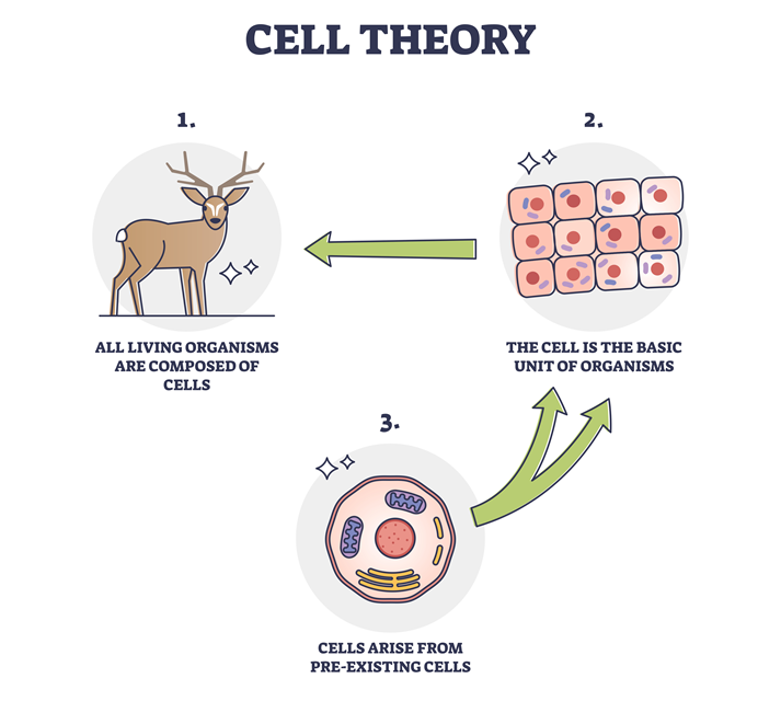 cell theory diagram