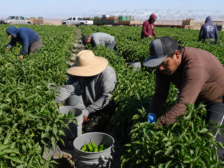 Harvesting peppers on a sunny farm