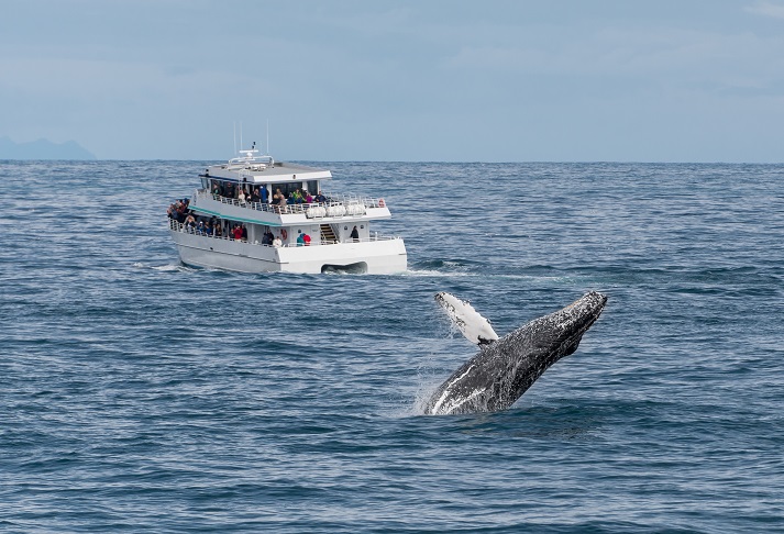 whale watching tour whale watching tour