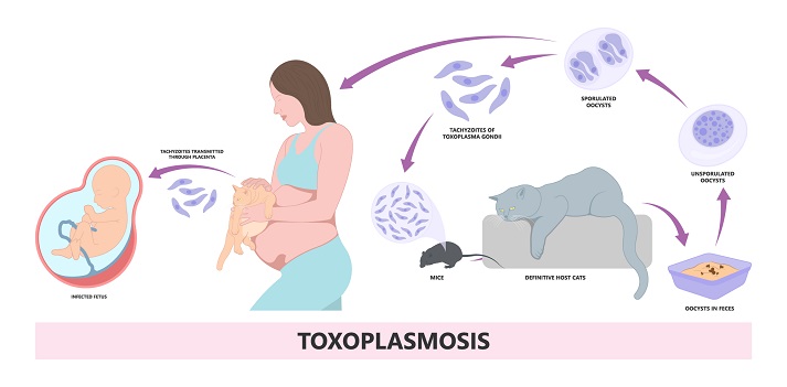 toxoplasmosis life cycle graphic showing the life cycle from a cat to a pregnant woman