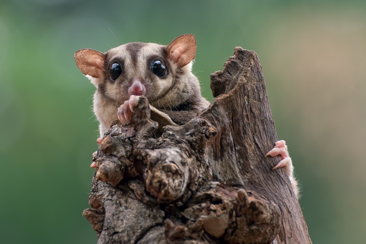 Sugar gliders are palm-size possums