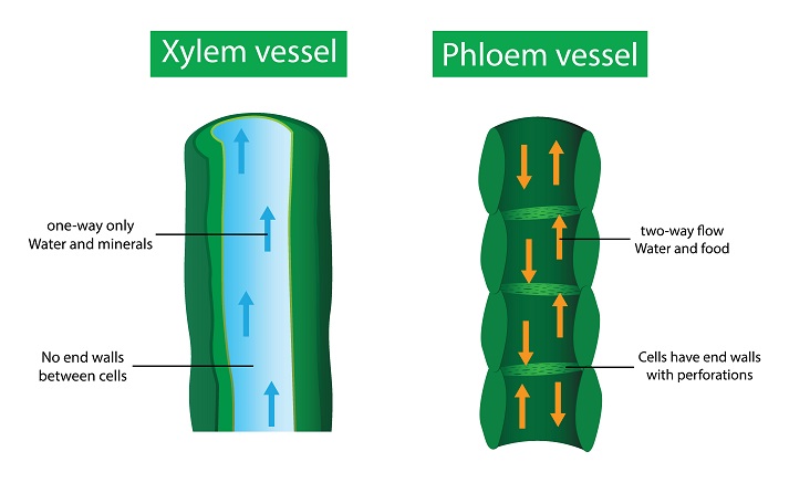 diagram of xyleum and phloem tubes