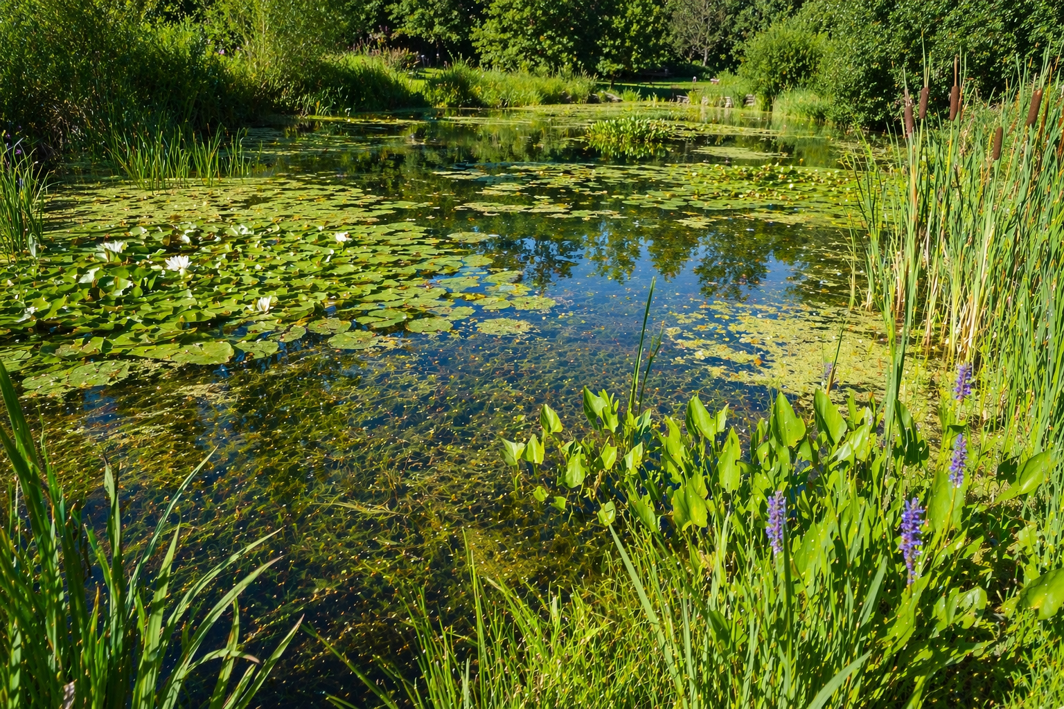 Lesson - Plants That Live in Water Educational Resources K12 Learning
