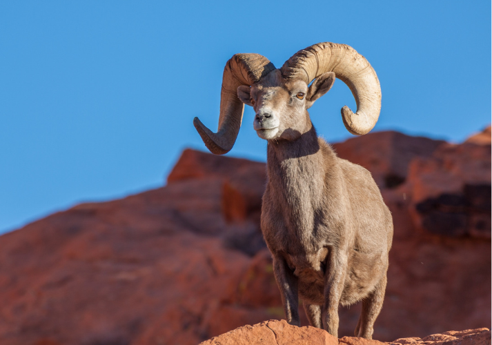 Lesson - Desert Dwellers: Animals of the Extreme Educational Resources K12 Learning