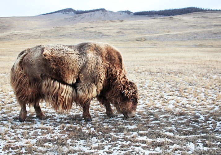 Lesson - Grasslands of the Globe Educational Resources K12 Learning