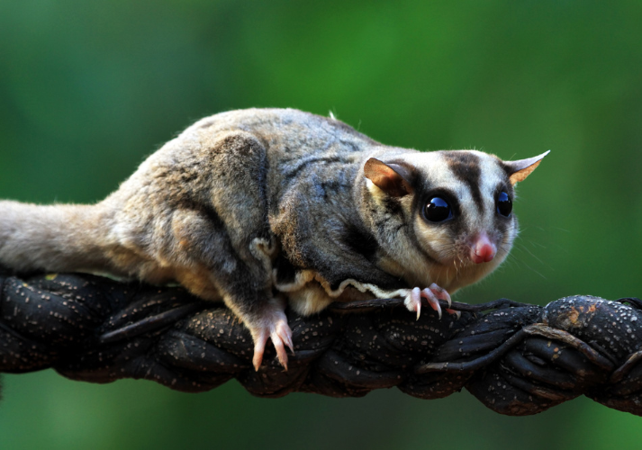 Lesson - Glider: The Soaring Marsupial Educational Resources K12 Learning