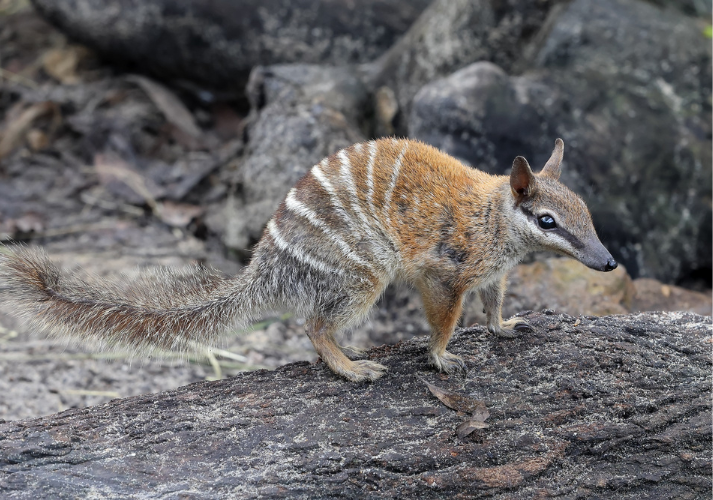 Lesson - Numbats: The Termite-Hunting Marsupials Educational Resources K12 Learning