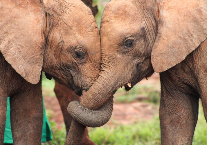 Lesson - Elephants in Action! Educational Resources K12 Learning