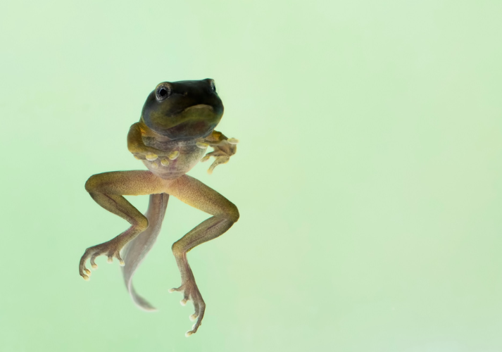 Lesson - The Life Cycle of a Frog Educational Resources K12 Learning