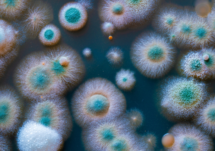 Lesson - Bacteria and Fungi: Where Are You? Educational Resources K12 Learning